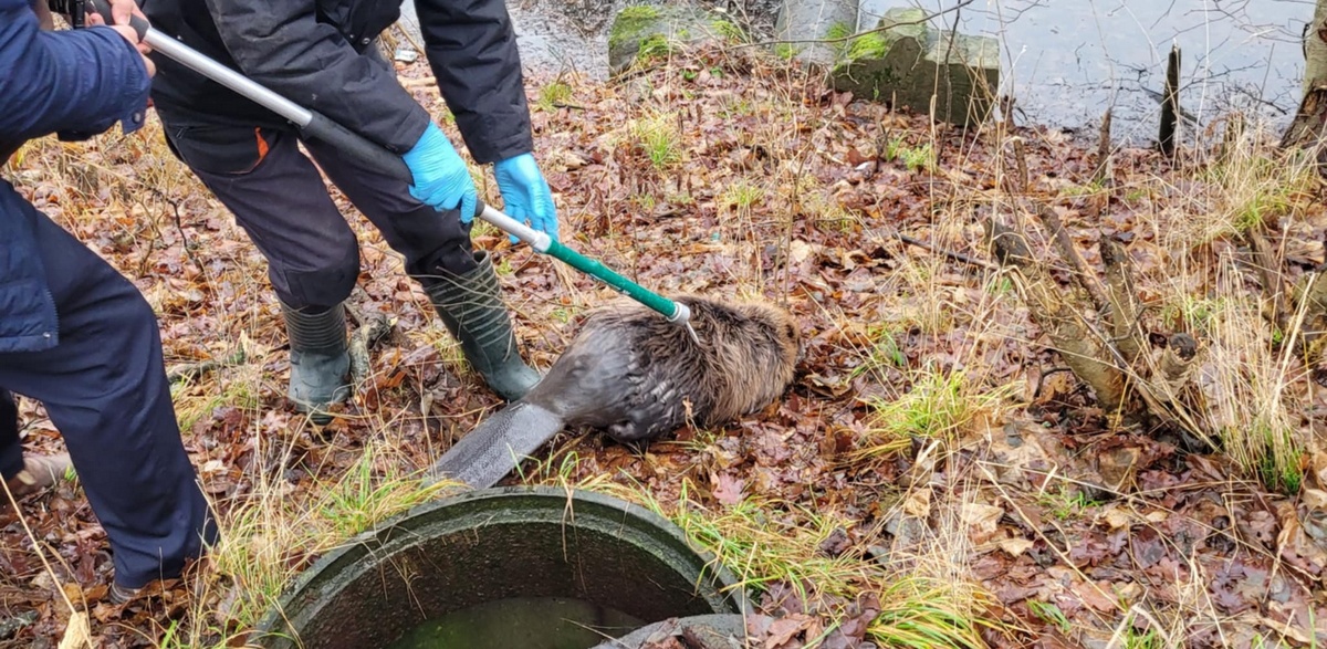Bobry wpadły do otwartego kanału burzowego (fot. schronisko dla zwierząt w Słupsku)