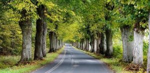 (fot. Facebook/Stowarzyszenie Nenufar)