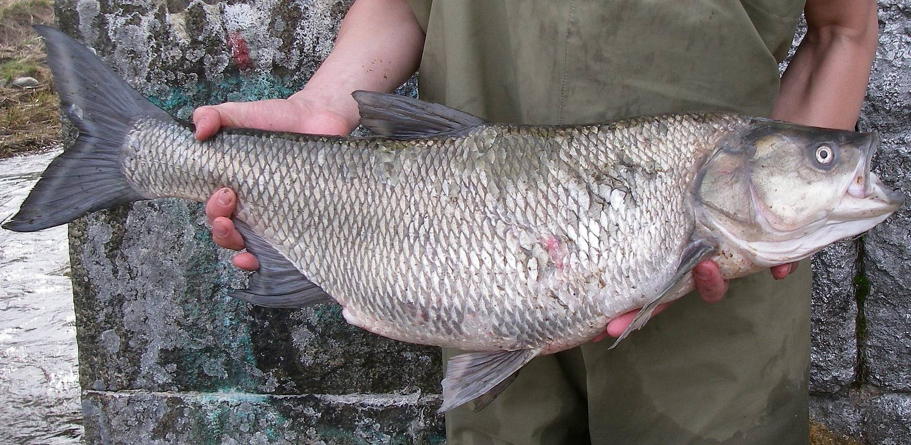 Boleń pospolity (fot. Jenny Glans/Wikimedia Commons)