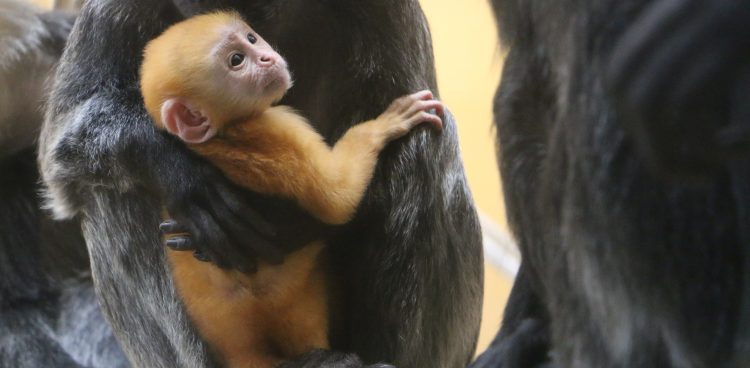Małpy te zwykle mają srebrno-czarną sierść, ale młode osobniki są jaskrawo pomarańczowe (Fot. mat. pras.)