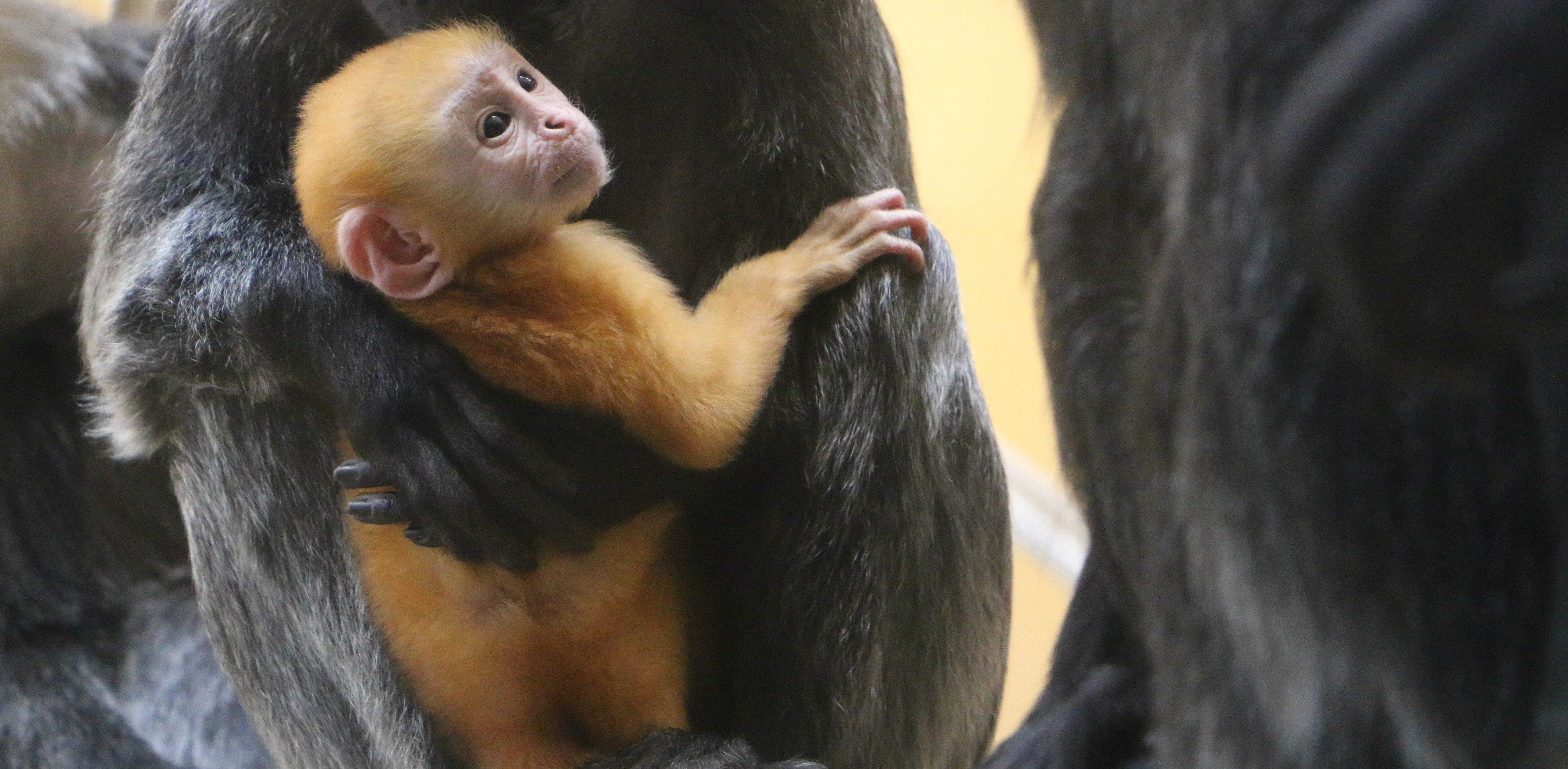Małpy te zwykle mają srebrno-czarną sierść, ale młode osobniki są jaskrawo pomarańczowe (Fot. mat. pras.)
