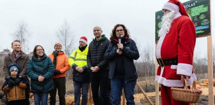 Na 200 metrach kwadratowych gdańszczanie posadzili ponad 600 sadzonek tworzących tzw. mikrolas. Gdańsk, 07.12.2024 r. (fot. D. Paszliński/gdansk.pl)