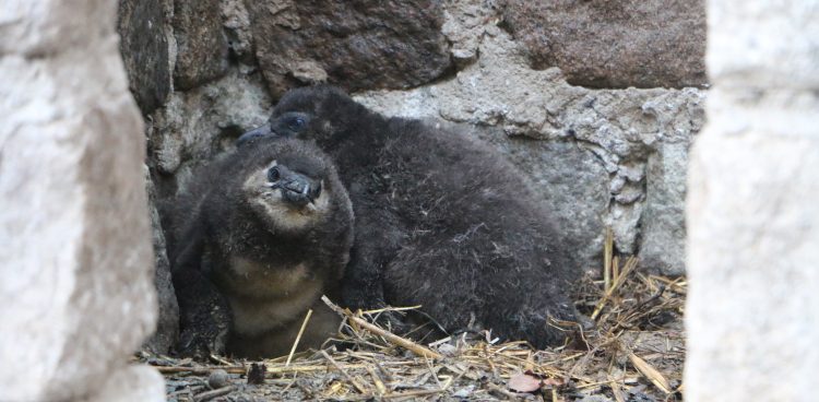 Pisklę pingwina przylądkowego (Fot. mat. pras.)