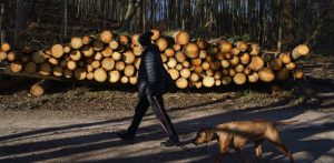 Trójmiejski Park Krajobrazowy. Lasy Oliwskie. Nz. Wycięte drzewa przy Drodze Węglowej. 20.02.2022 r. (fot. Anna Rezulak / KFP)