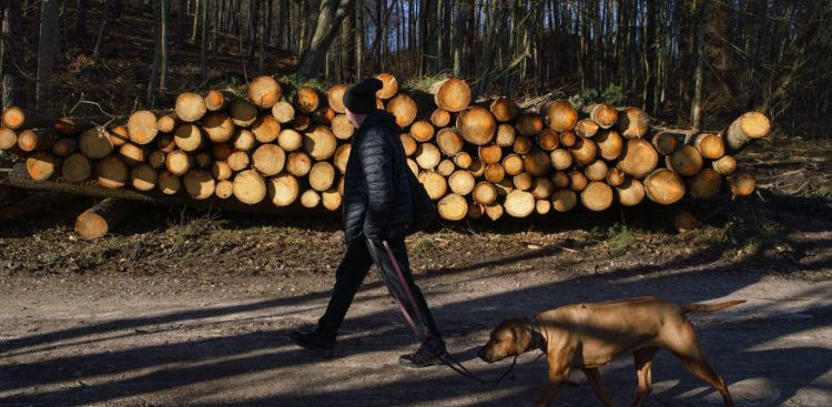 Trójmiejski Park Krajobrazowy. Lasy Oliwskie. Nz. Wycięte drzewa przy Drodze Węglowej. 20.02.2022 r. (fot. Anna Rezulak / KFP)