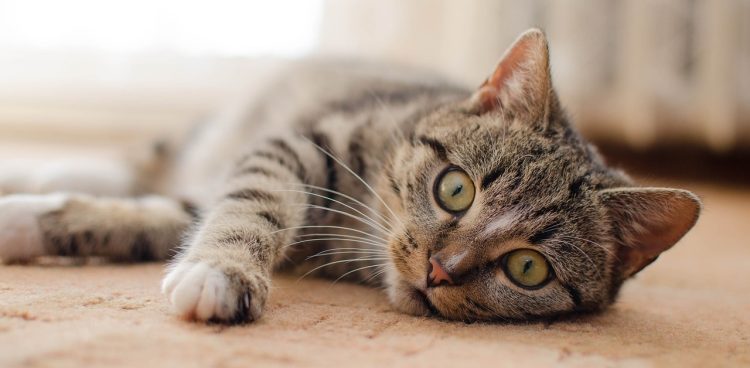 (fot. mat. sponsorowane)