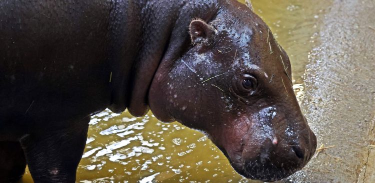 Hipopotamek karłowaty (fot. mat. pras. gdansk.pl)