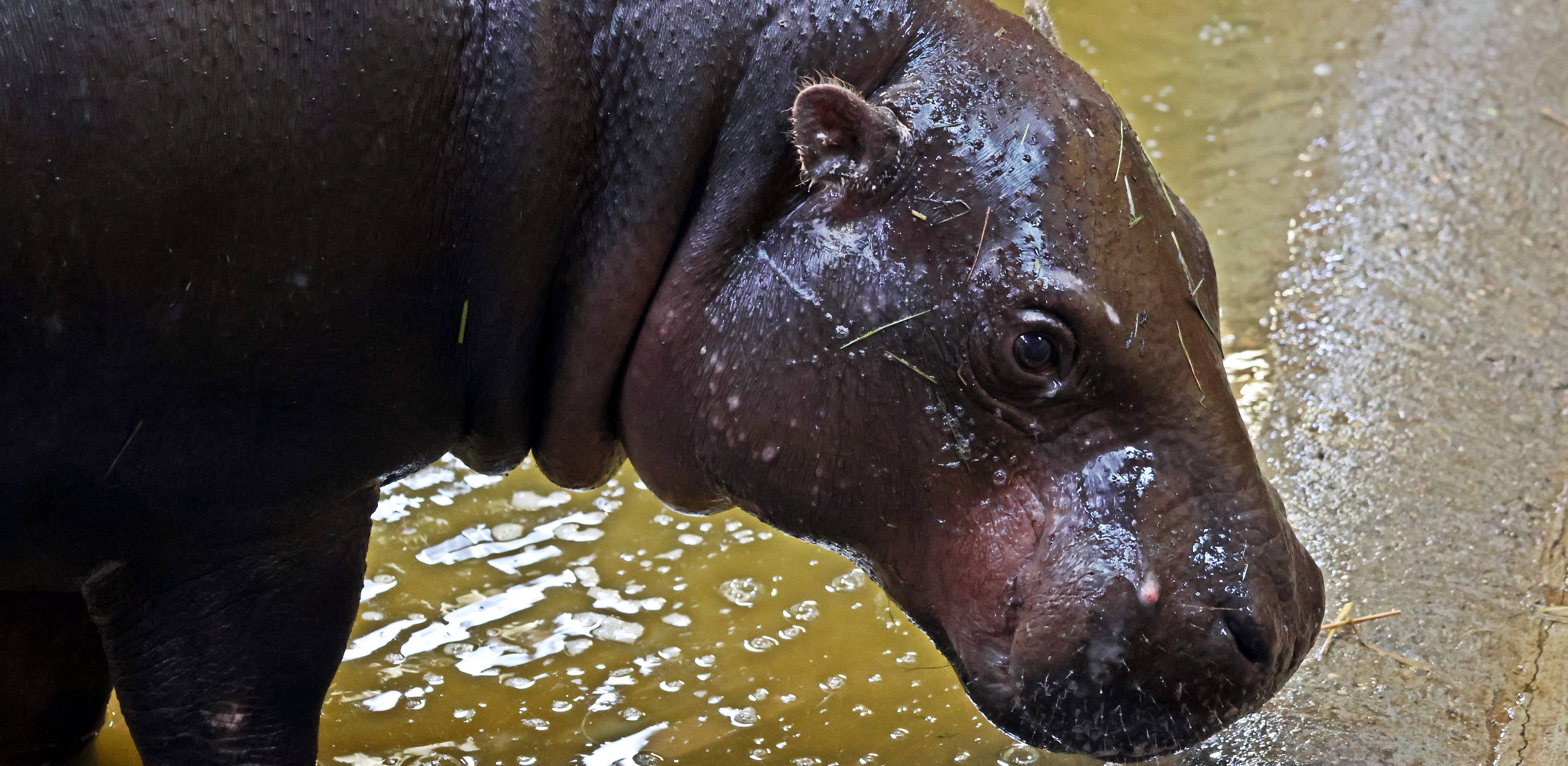 Hipopotamek karłowaty (fot. mat. pras. gdansk.pl)
