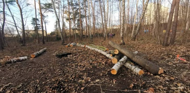 Większość ściętych drzew to małe i średnie egzemplarze (fot. Marek Urbaniak/gdynia.pl)