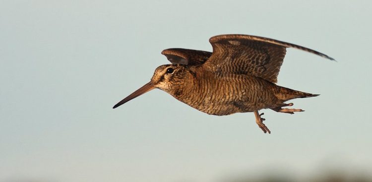 (fot. Wikimedia Commons)