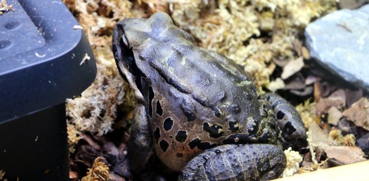 (fot. Gdański Ogród Zoologiczny)