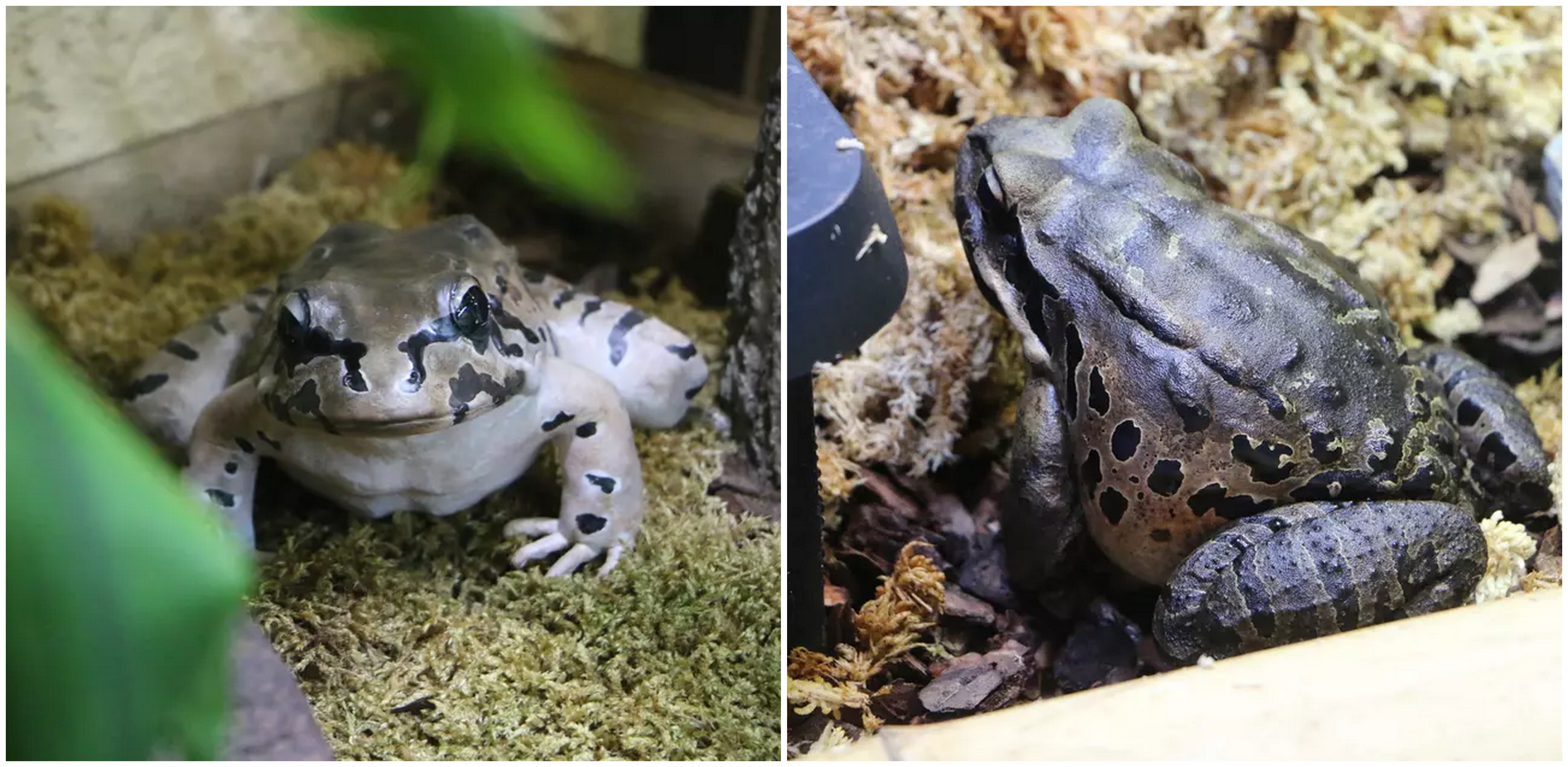 "Kurczaki górskie" - nowi mieszkańcy gdańskiego zoo. To żaby, które mogą ważyć 1 kg i żywią się m.in. pająkami (fot. Gdański Ogród Zoologiczny)