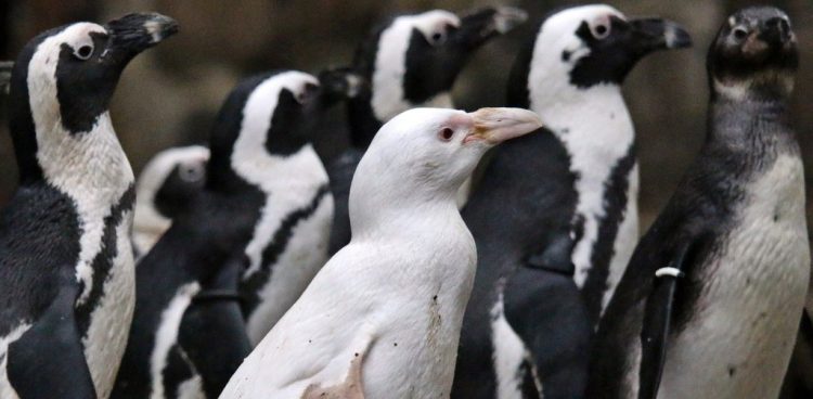Pingwiny w gdańskim zoo (Fot. ZOO Gdańsk)