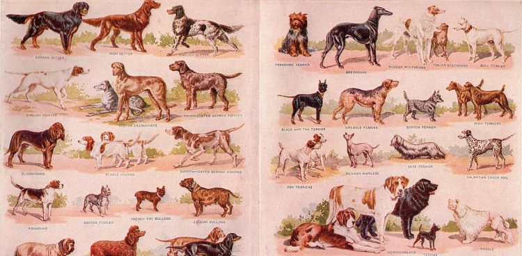 (fot. Wikimedia Commons)