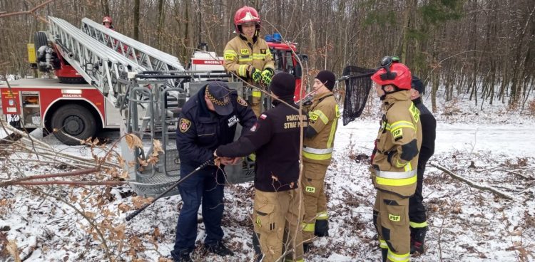 EkoPatrol i strażacy uratowali kota (fot. gdynia.pl/Leonard Wawrzyniak)