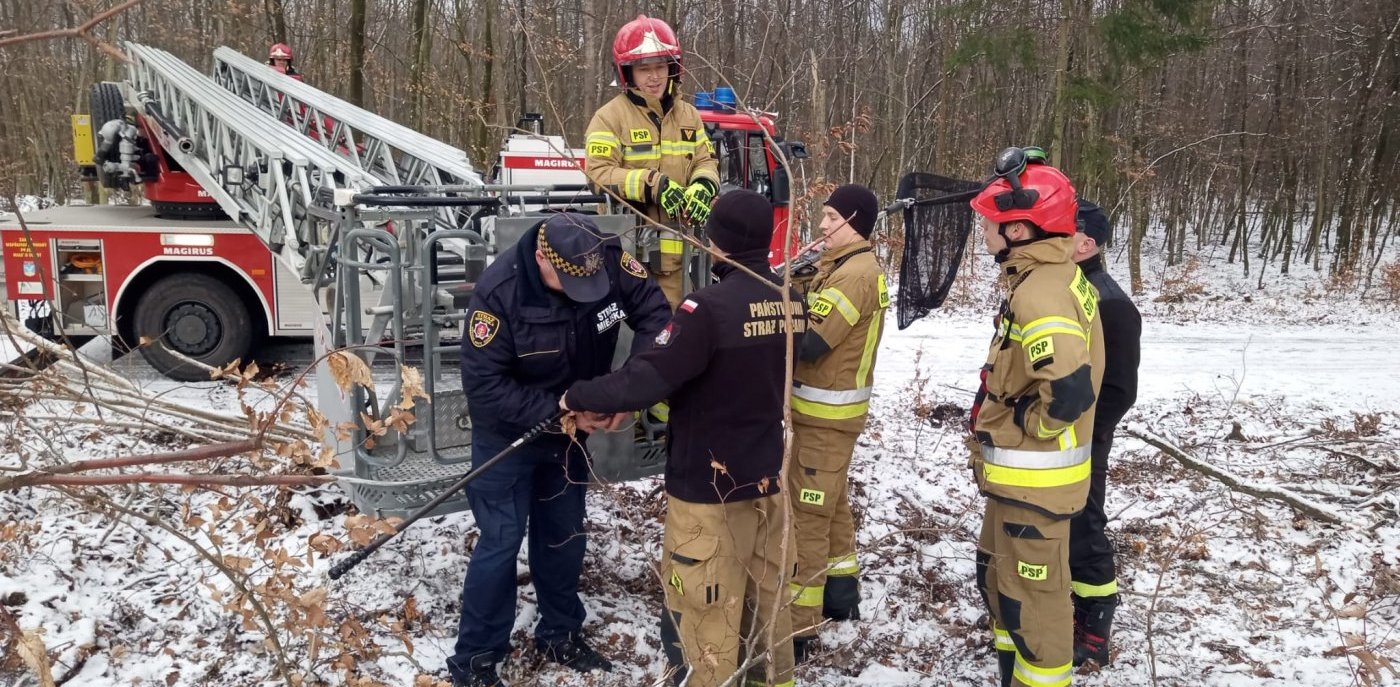 EkoPatrol i strażacy uratowali kota (fot. gdynia.pl/Leonard Wawrzyniak)