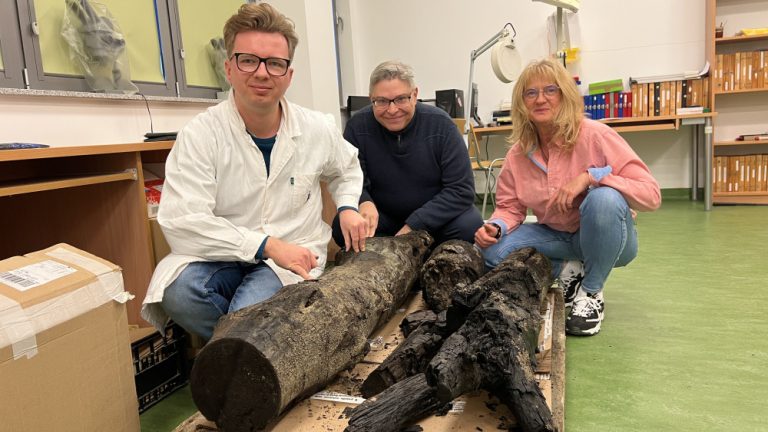 Zdaniem biologów kłody będą cennym źródłem danych i informacji (Fot. Uniwersytet Gdański)