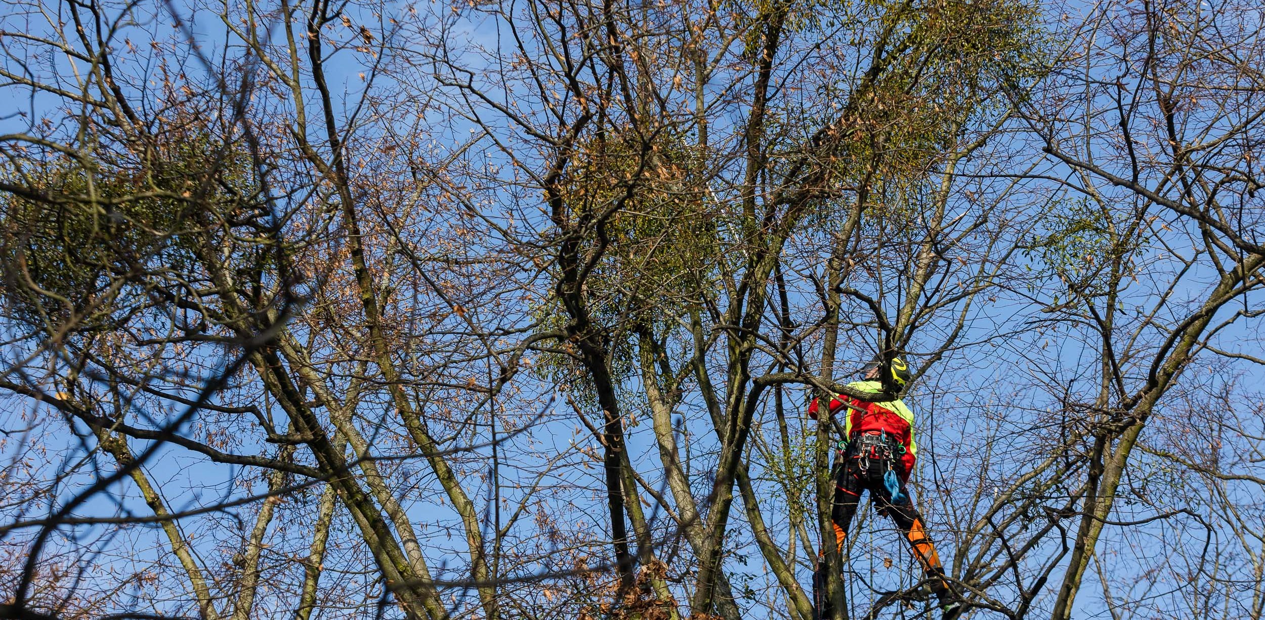 Łącznie z ognisk jemioły zostaną oczyszczone 262 drzewa (Fot. GZDiZ)