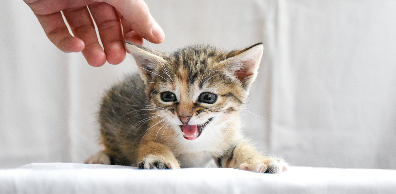 Kot, zdjęcie ilustracyjne (fot. Pixabay)