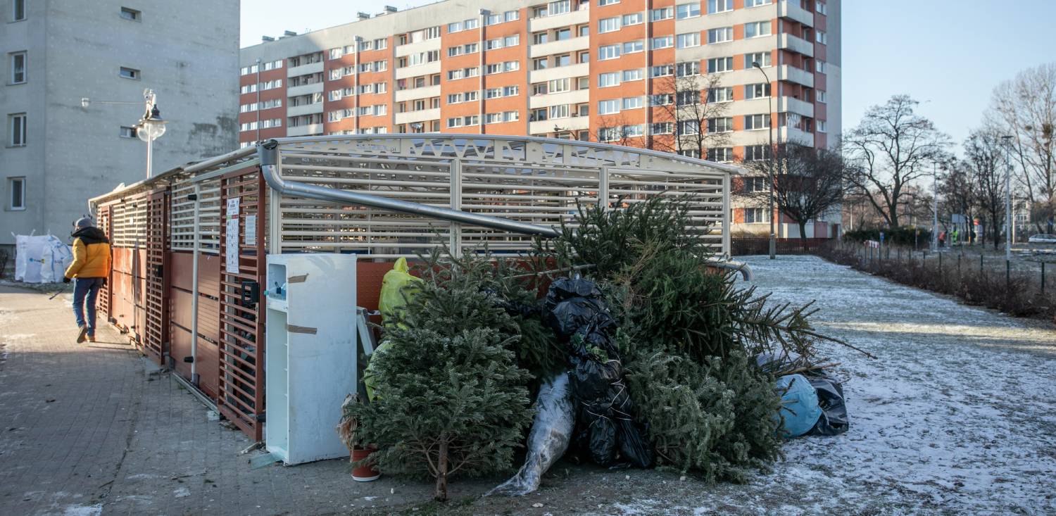 Zdjęcie archiwalne. Choinki pozostawione przy śmietniku na Przymorzu (fot. Krzysztof Mystkowski / KFP)