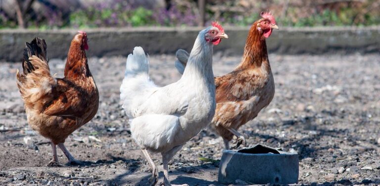 Drób, kury na farmie