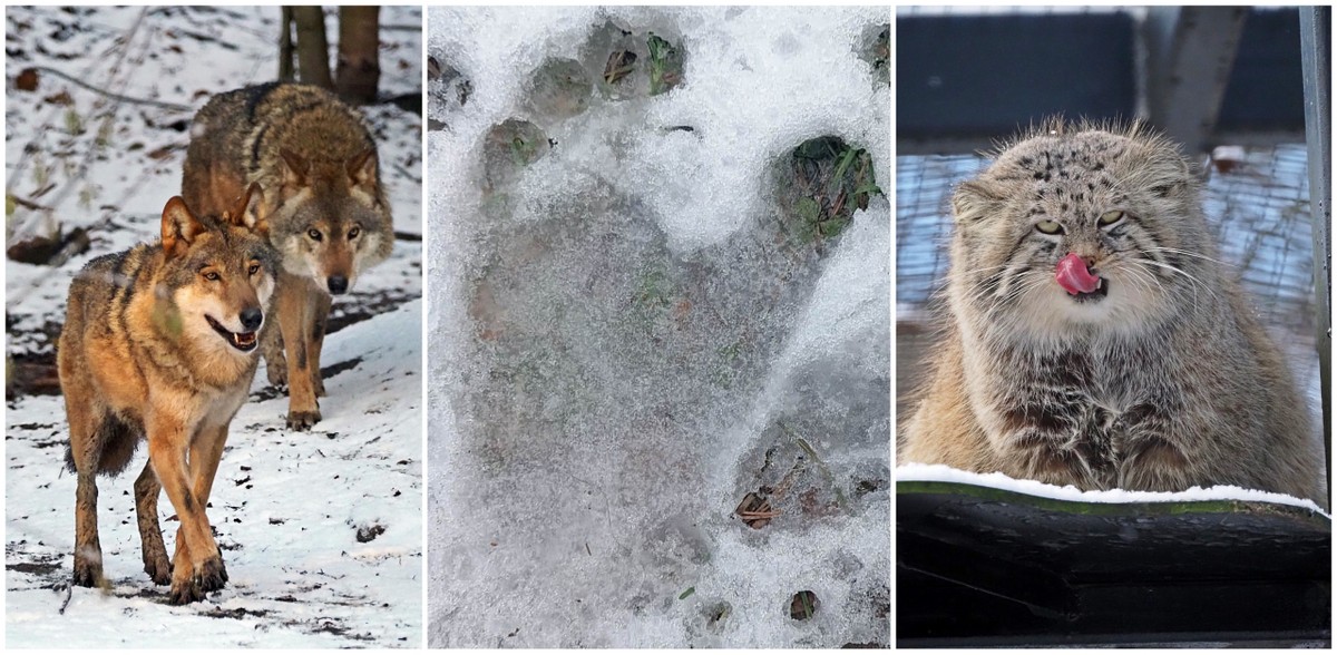 (fot. Gdański Ogród Zoologiczny)