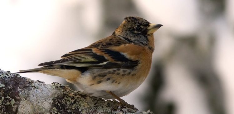 (fot. Per Harald Olsen/Wikipedia.org)