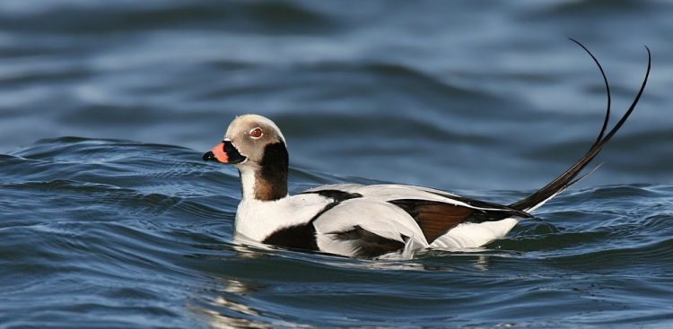 (fot. Wolfgang Wander/Wikipedia.org)