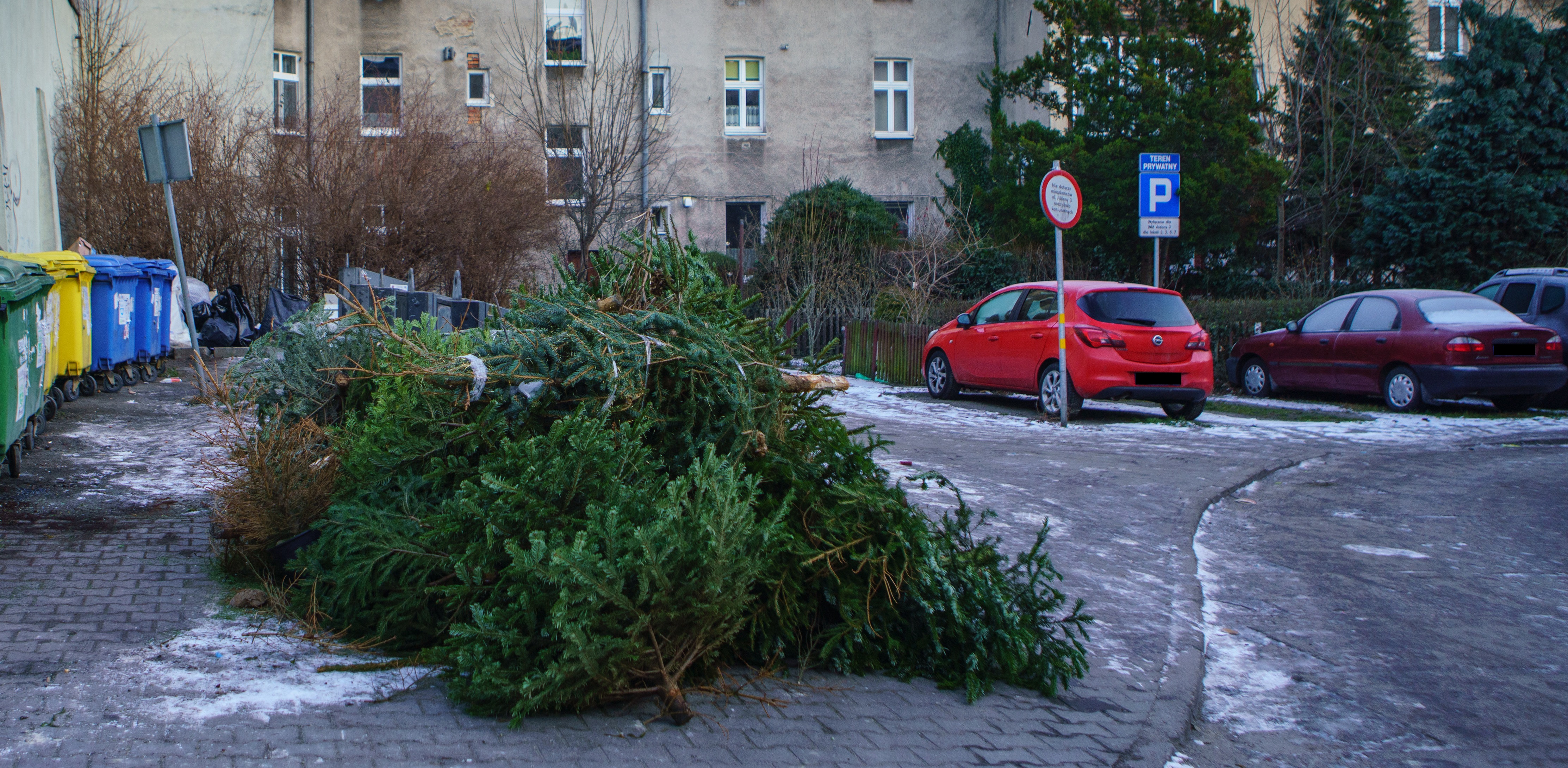 Choinki pozostawione przy śmietniku we Wrzeszczu (fot. Anna Rezulak / KFP)