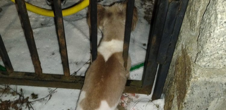 Pies próbując uciec, zaklinował się w furtce (fot. Facebook/Straż Miejska w Gdańsku)