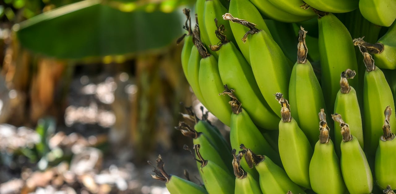 (fot. mat. sponsorowane)