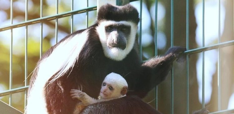 Gereza abisyńska (Fot. ZOO Gdańsk)