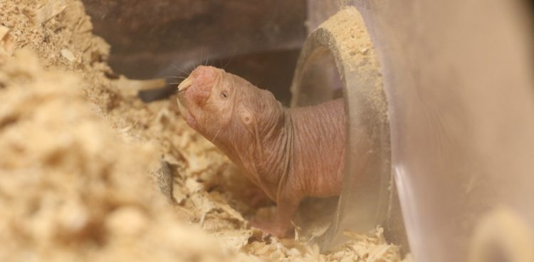 (fot. A. Witczak-Bielawska)