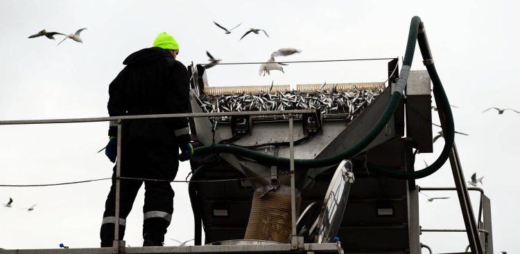 Półwysep helski. Rozładunek przy nabrzeżu ryb z kutra do cystern. 19.01.2020 r. (Fot. Anna Bobrowska / KFP)