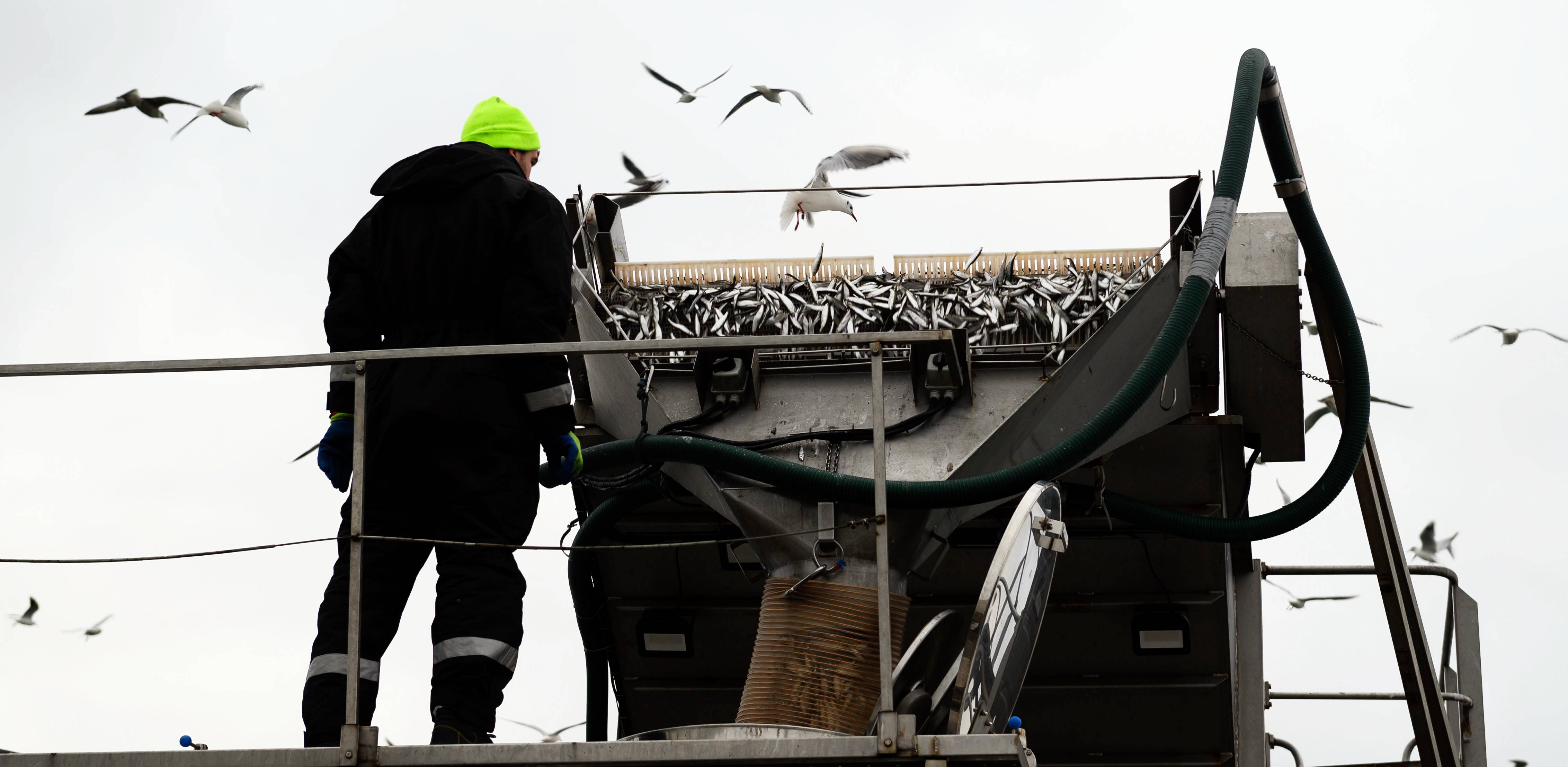Półwysep helski. Rozładunek przy nabrzeżu ryb z kutra do cystern. 19.01.2020 r. (Fot. Anna Bobrowska / KFP)