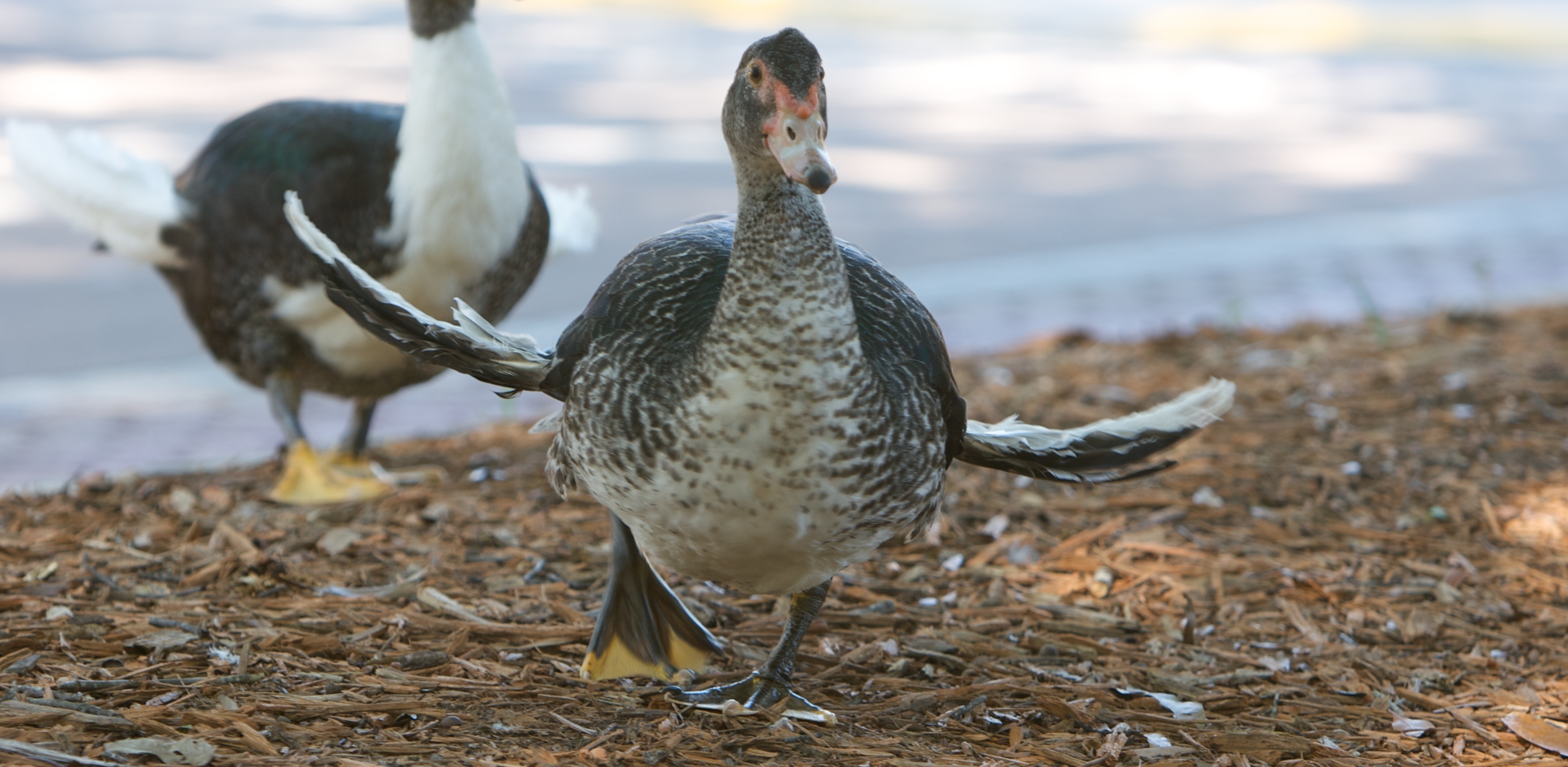 Anielskie skrzydło to deformacja ostatniego stawu w skrzydle powodująca, że lotki wystają prostopadle na zewnątrz (fot. Wikimedia Commons)