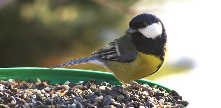 (fot. Wikimedia Commons)