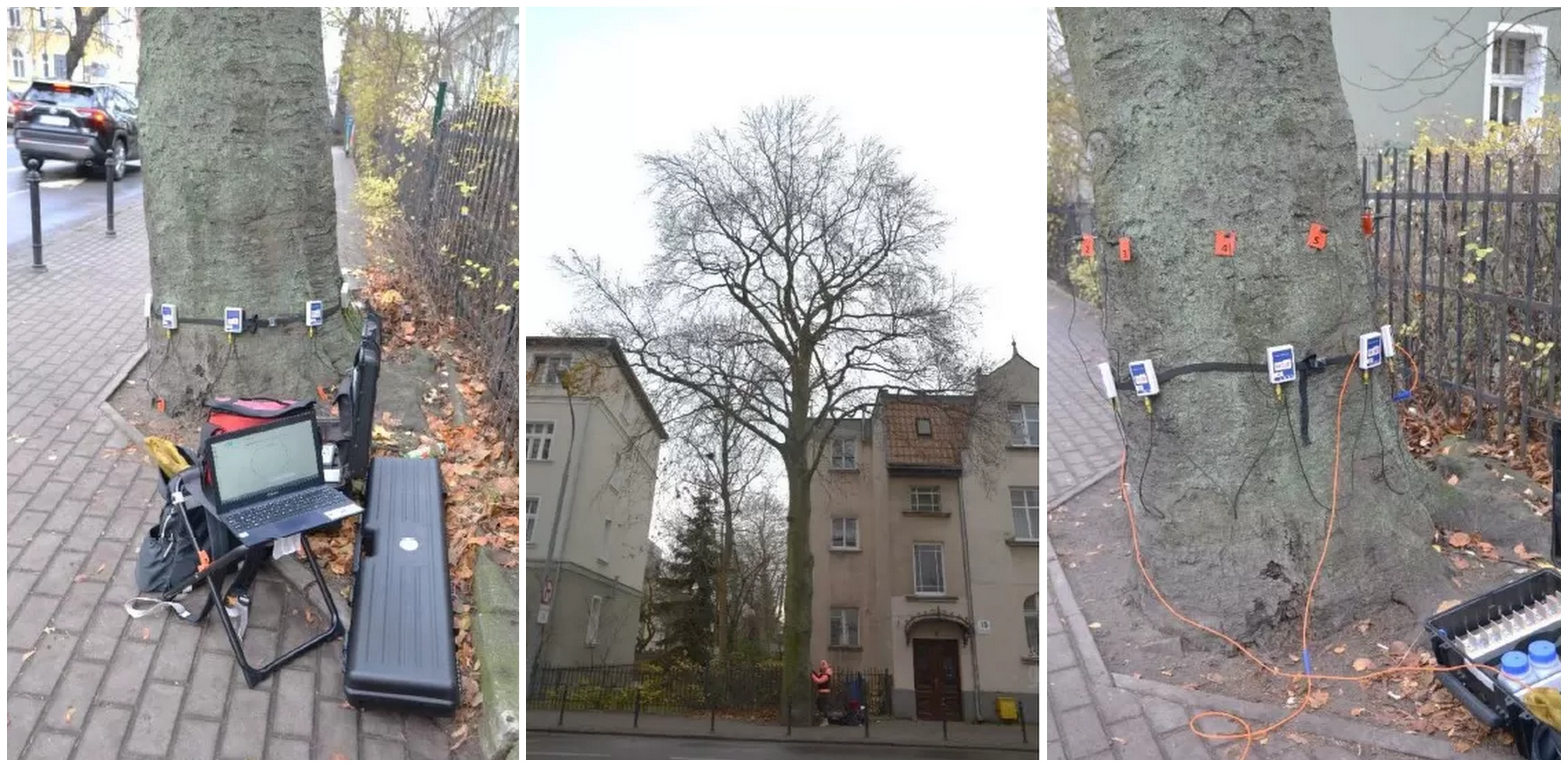 (fot. Zarząd Dróg i Zieleni w Sopocie)