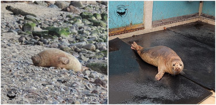 (fot. Facebook/Stacja Morska im. Profesora Krzysztofa Skóry UG)