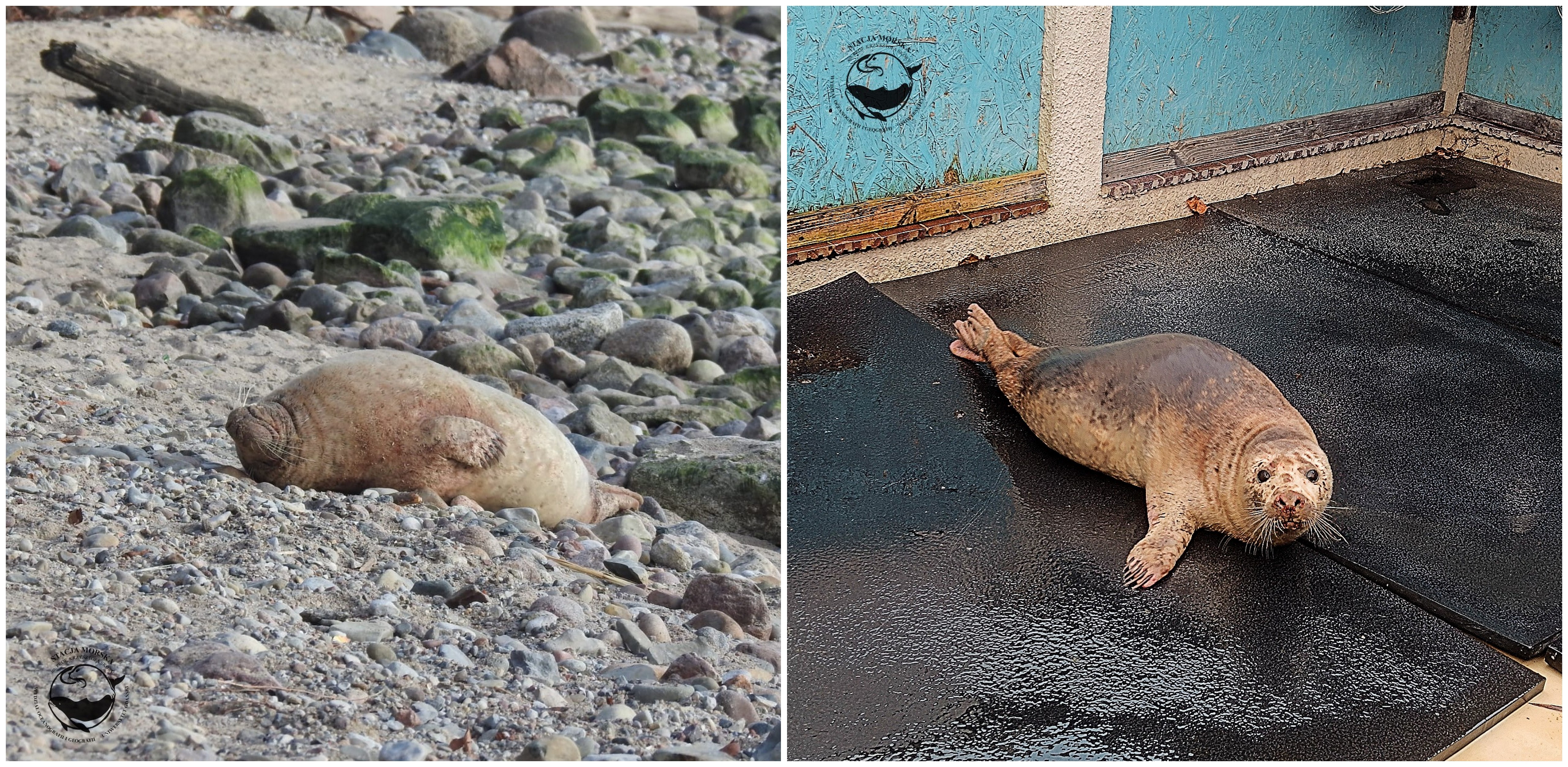(fot. Facebook/Stacja Morska im. Profesora Krzysztofa Skóry UG)