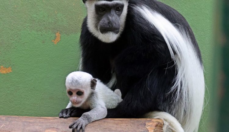 Gereza abisyńska z mamą (fot. Gdański Ogród Zoologiczny/Paweł Ciesielski)