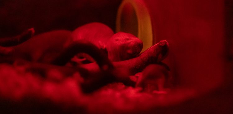 Golce w oliwskim zoo (fot. KFP/Krzysztof Mystkowski)