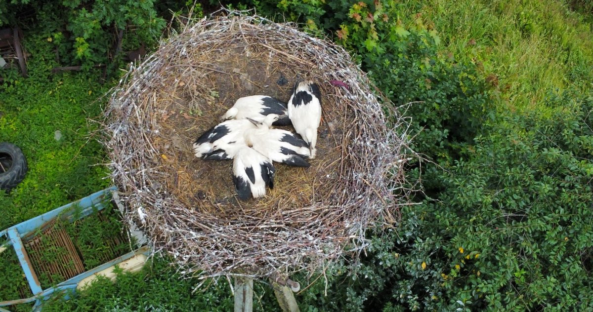 (fot. Grupa Badawcza Bociana Białego)
