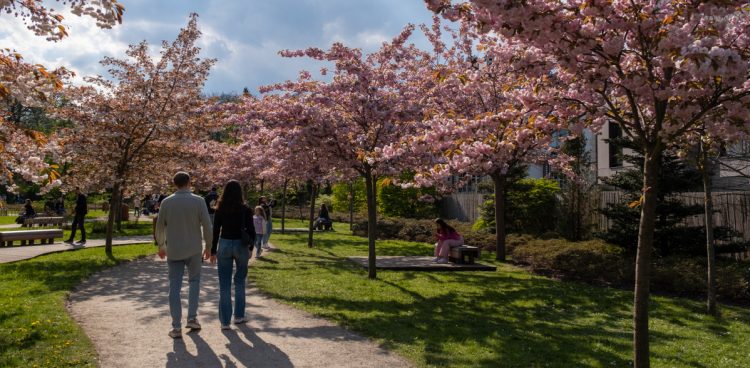 Kwitnący Ogród Japoński w Parku Oliwskim (fot. KFP/Anna Rezulak)