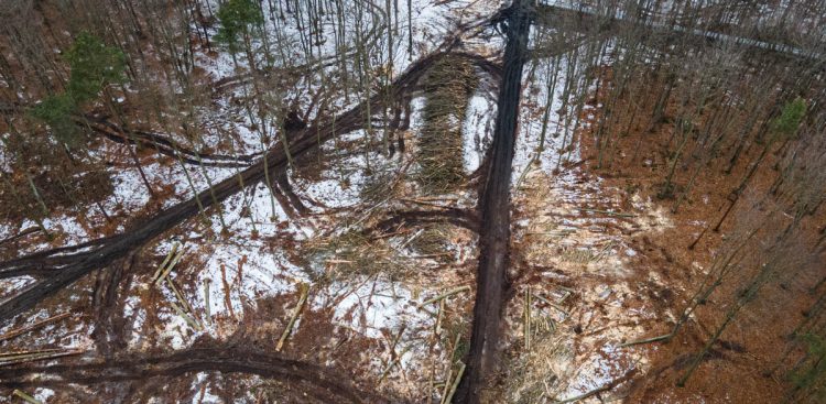 Wycinka drzew pod obwodnicę Witomina (fot. gdynia.pl/Michał Sałata)