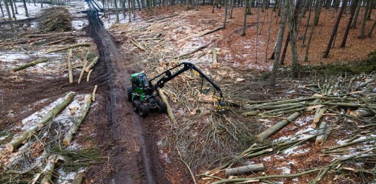 Wycinka drzew pod obwodnicę Witomina (fot. gdynia.pl/Michał Sałata)