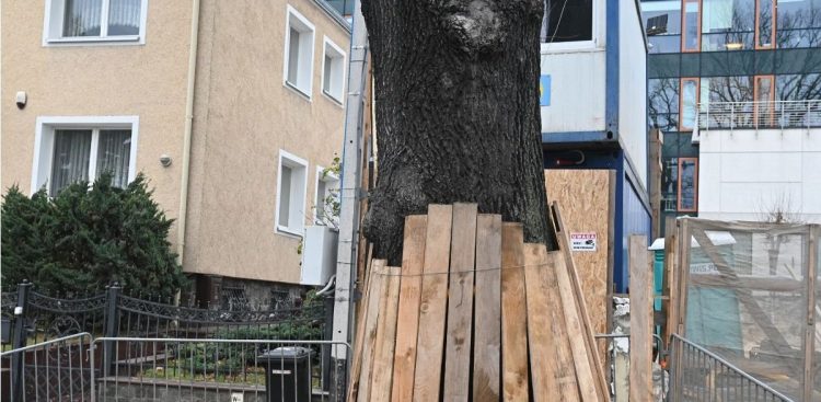 Pomnik przyrody w Gdyni (fot. gdynia.pl)