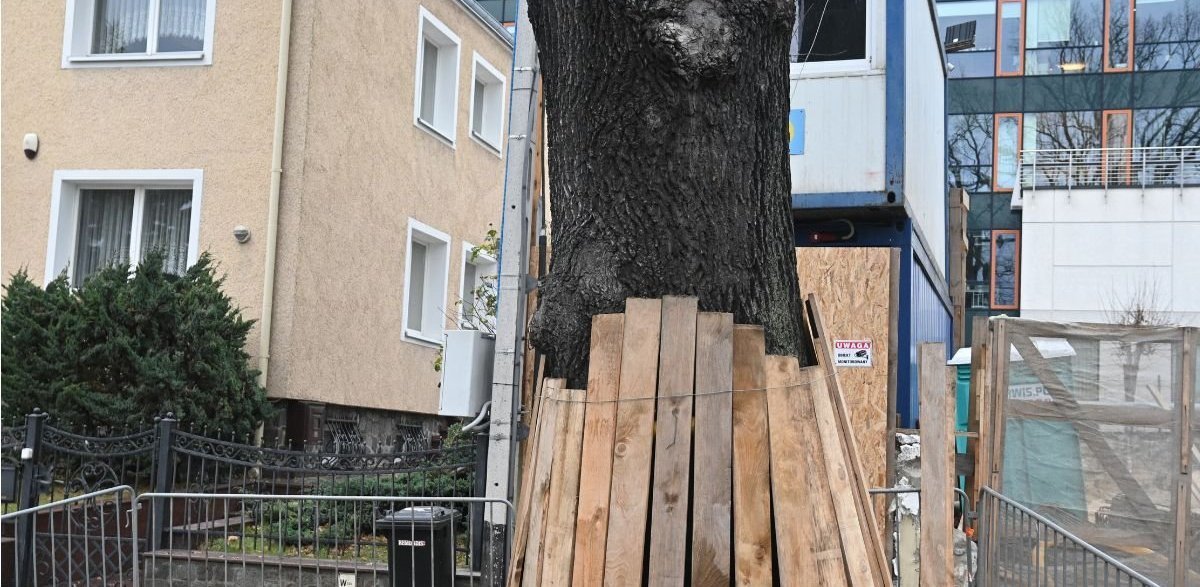 Pomnik przyrody w Gdyni (fot. gdynia.pl)