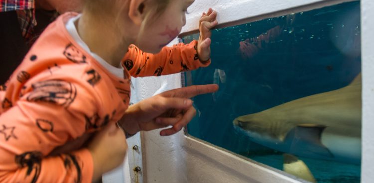 Akwarium Gdyńskie (fot. Mateusz Ochocki / KFP)