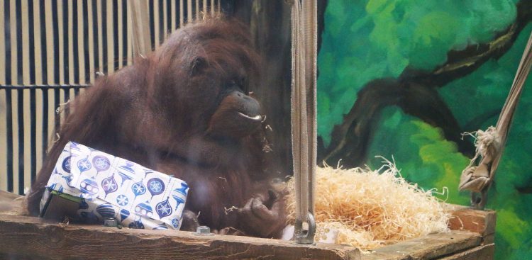 Nz. Raja (fot. Magda Paprocka/Gdański Ogród Zoologiczny)